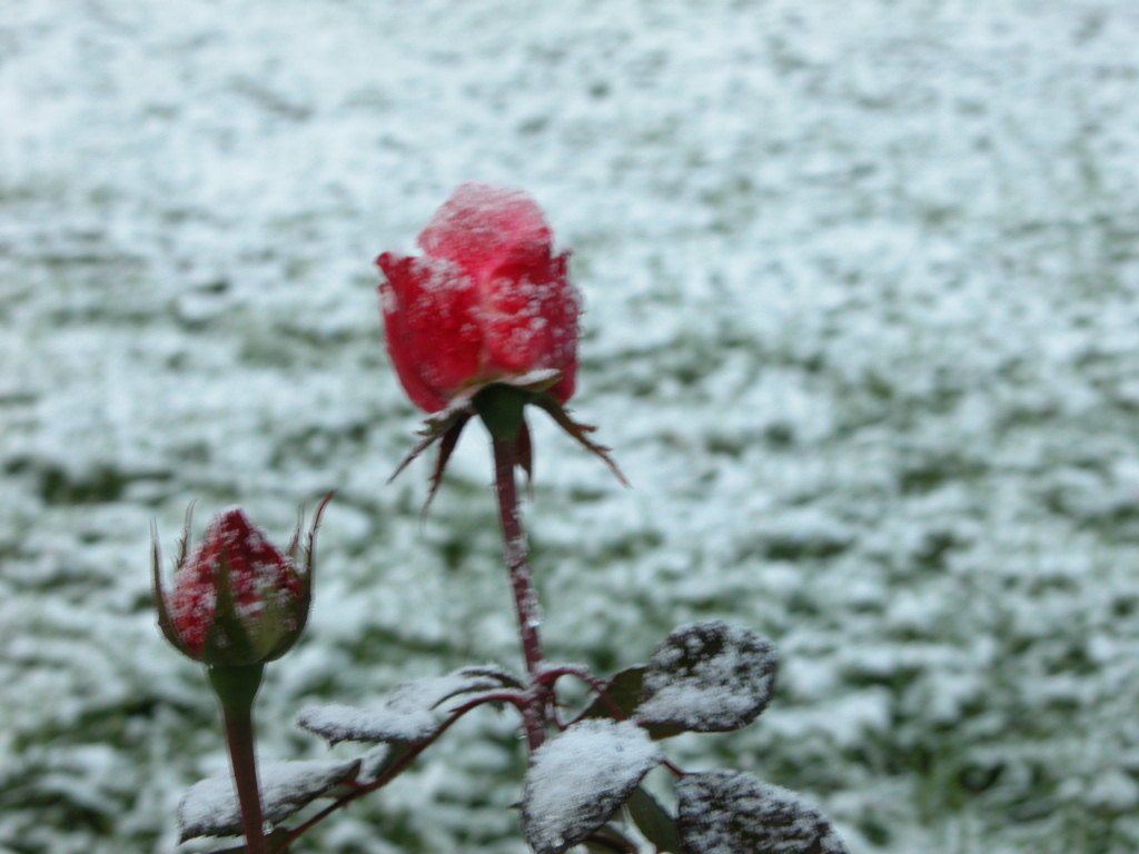 DSCN12282003 10 24 001